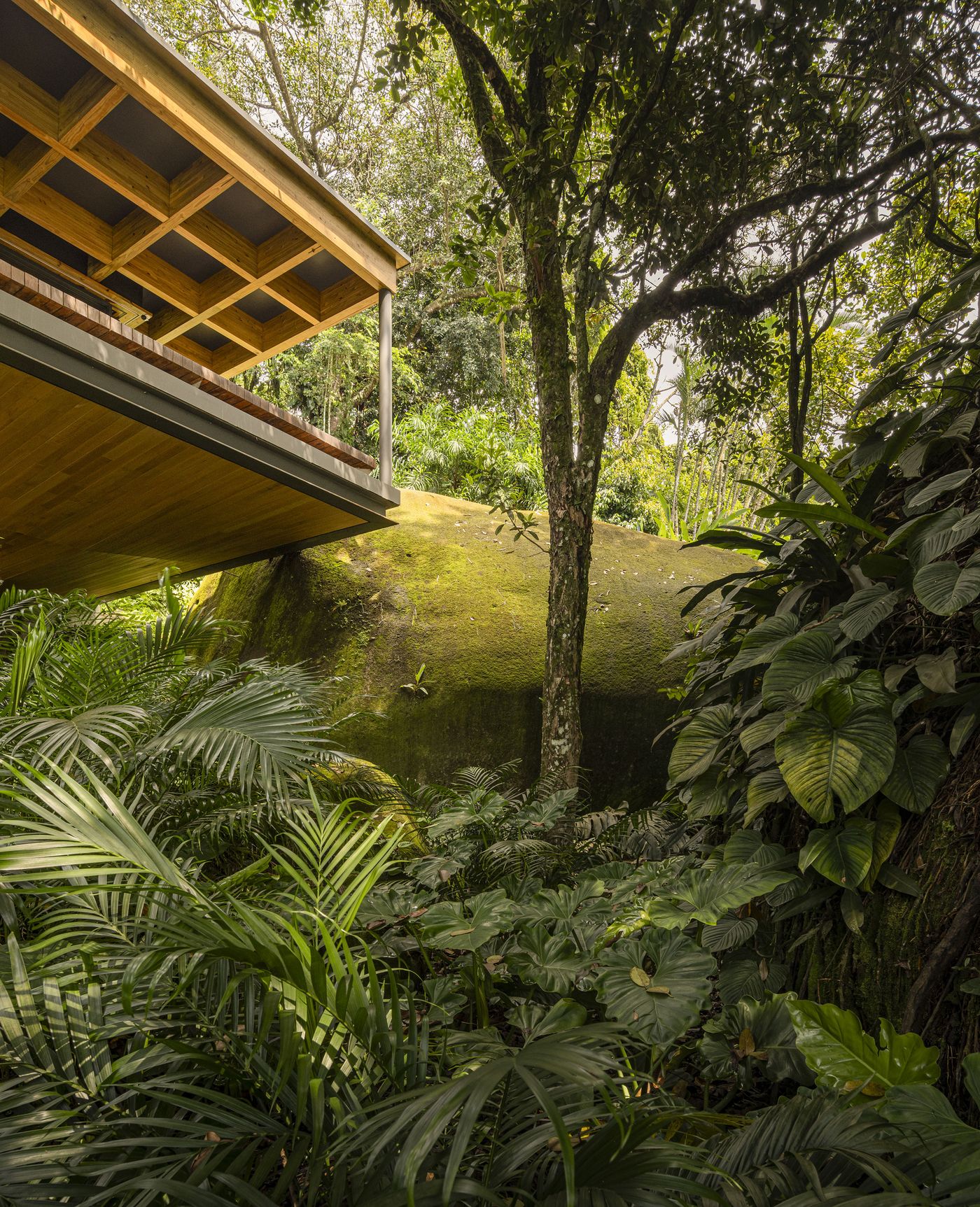 A captivating view from the dense tropical undergrowth reveals a section of the dwelling, where its timber soffit and exposed beam structure cantilever over natural rock formations and abundant foliage. The biophilic design harmonizes raw nature with refined modern architecture, creating a sheltered yet open connection to the vibrant surroundings. A captivating view from the dense tropical undergrowth reveals a section of the dwelling, where its timber soffit and exposed beam structure cantilever over natural rock formations and abundant foliage. The biophilic design harmonizes raw nature with refined modern architecture, creating a sheltered yet open connection to the vibrant surroundings.
