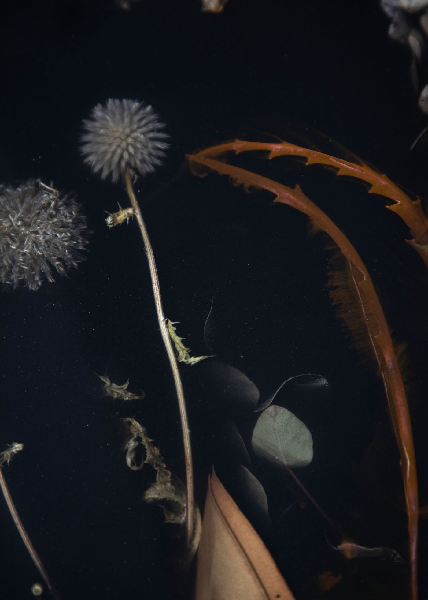Designing with Time: Marcin Rusak’s Floral Alchemy