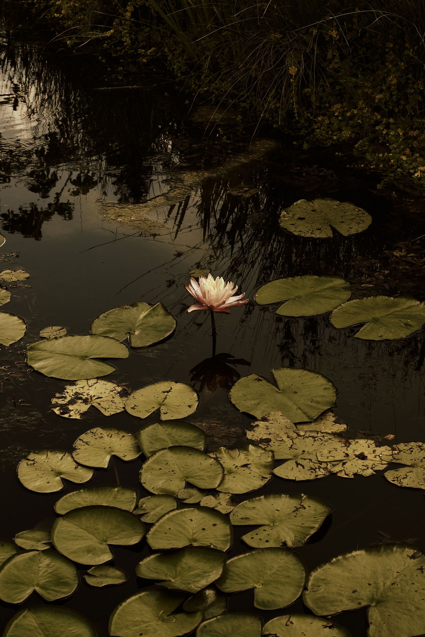 A solitary pale pink water lily, a symbol of purity, gently rises from the dark, reflective surface of a pond, surrounded by numerous lily pads and the shadowy outlines of lush vegetation. The intimate composition and muted lighting evoke a peaceful, almost mystical, natural atmosphere. A solitary pale pink water lily, a symbol of purity, gently rises from the dark, reflective surface of a pond, surrounded by numerous lily pads and the shadowy outlines of lush vegetation. The intimate composition and muted lighting evoke a peaceful, almost mystical, natural atmosphere.
