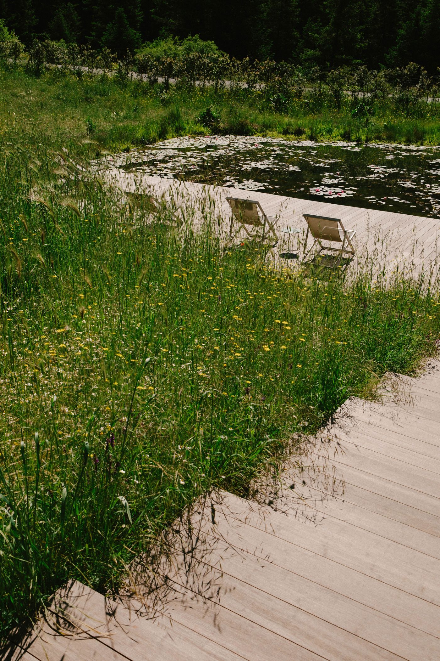 A serene wooden deck extends over the edge of a pond abundant with lily pads, blending seamlessly with an overgrown bank of tall, wild grasses and small yellow wildflowers. Two minimalist lounge chairs are visible on the deck, suggesting a tranquil spot for relaxation amidst the vibrant natural landscape.