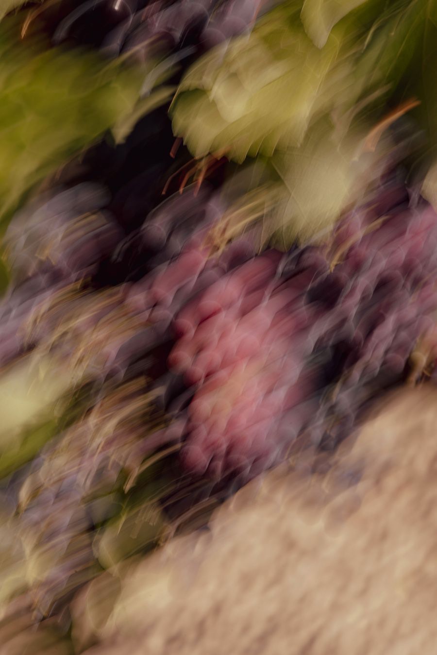 A blurred close-up of grapes in various shades of purple and pink, surrounded by green leaves, conveying a sense of movement. A blurred close-up of grapes in various shades of purple and pink, surrounded by green leaves, conveying a sense of movement.