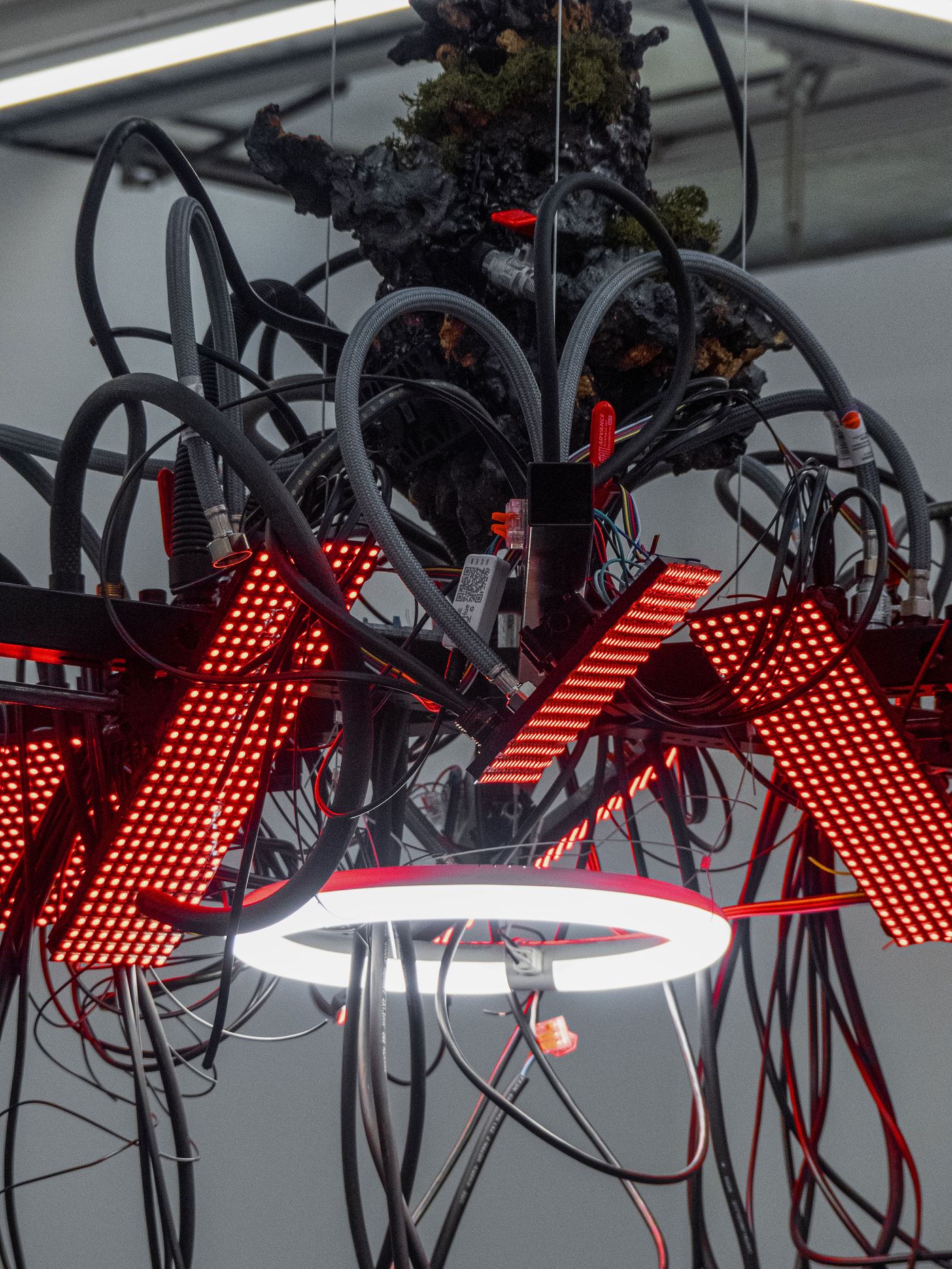 A chaotic assembly of red LED lights, cables, and a circular white ring light suspended from a textured, moss-covered object. A chaotic assembly of red LED lights, cables, and a circular white ring light suspended from a textured, moss-covered object.