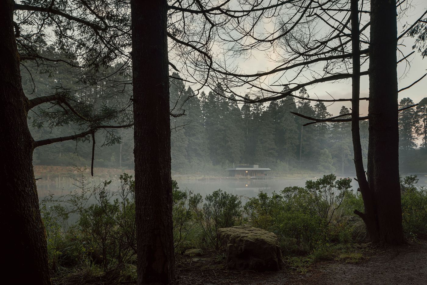 A serene view through tall trees toward a misty lake, revealing a modern cabin nestled among lush greenery.