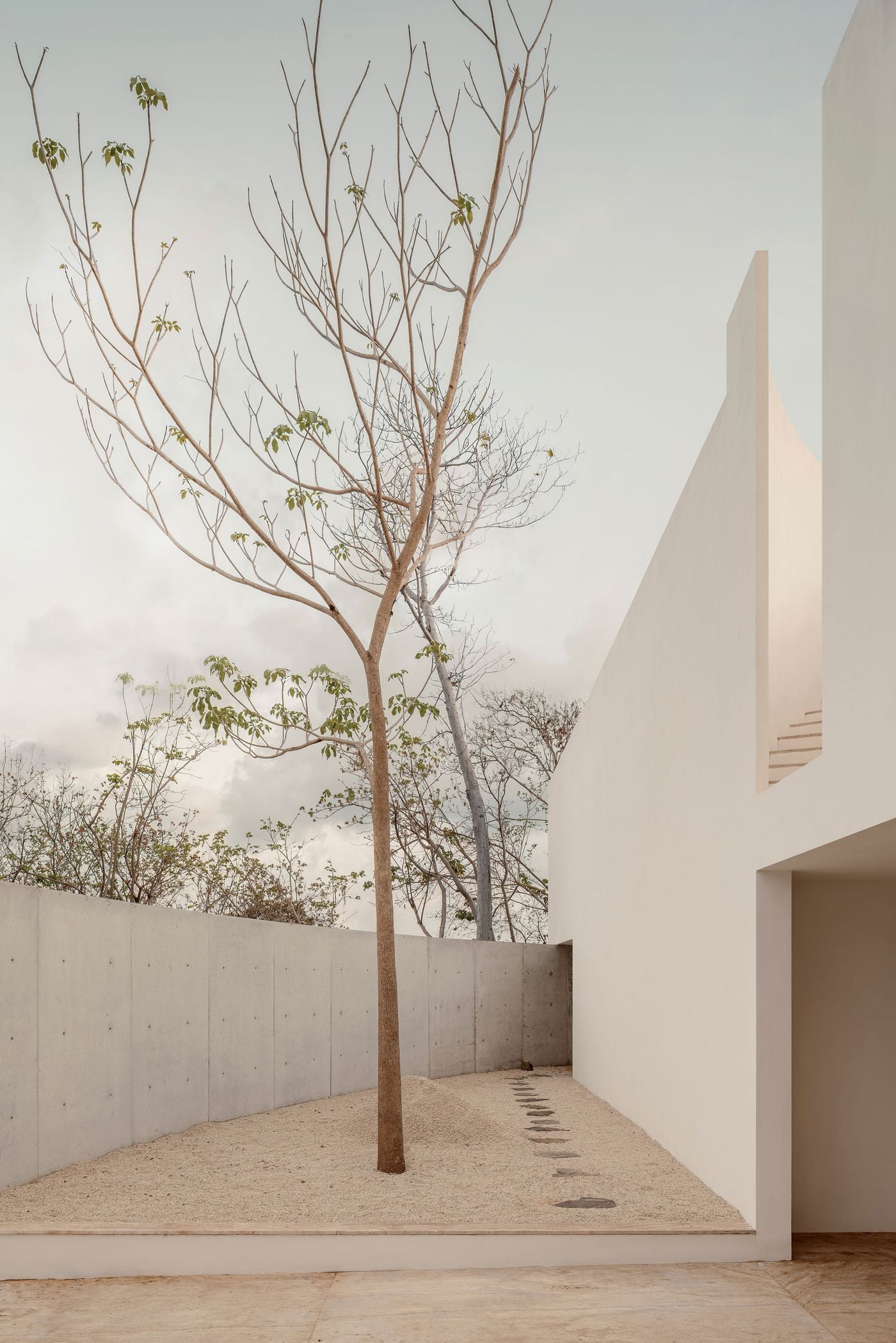 A single slender tree rises from a bed of pale gravel in a walled garden beside the entrance, where a loose line of dark flagstones skirts the white façade. Exposed-concrete walls enclose the space, while a curved white wall above reveals steps climbing towards the upper levels. A single slender tree rises from a bed of pale gravel in a walled garden beside the entrance, where a loose line of dark flagstones skirts the white façade. Exposed-concrete walls enclose the space, while a curved white wall above reveals steps climbing towards the upper levels.