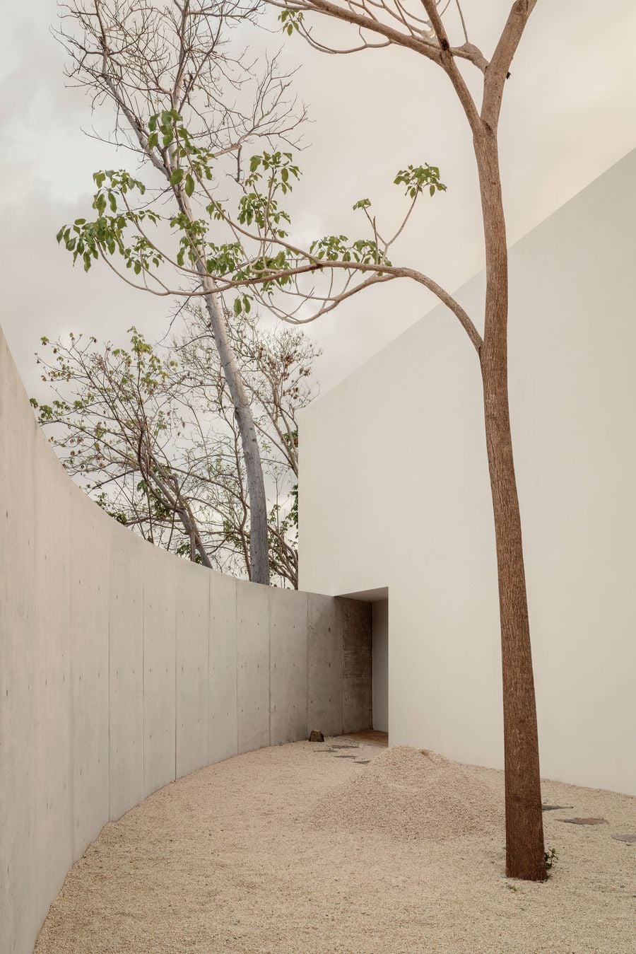 Within the walled garden, a tall, slender trunk rises from mounded pale gravel between a sweeping concrete wall and a sheer white volume. A narrow passage at the far end hints at the route onwards, while young leaves and bare branches trace a delicate canopy against the overcast sky. Within the walled garden, a tall, slender trunk rises from mounded pale gravel between a sweeping concrete wall and a sheer white volume. A narrow passage at the far end hints at the route onwards, while young leaves and bare branches trace a delicate canopy against the overcast sky.