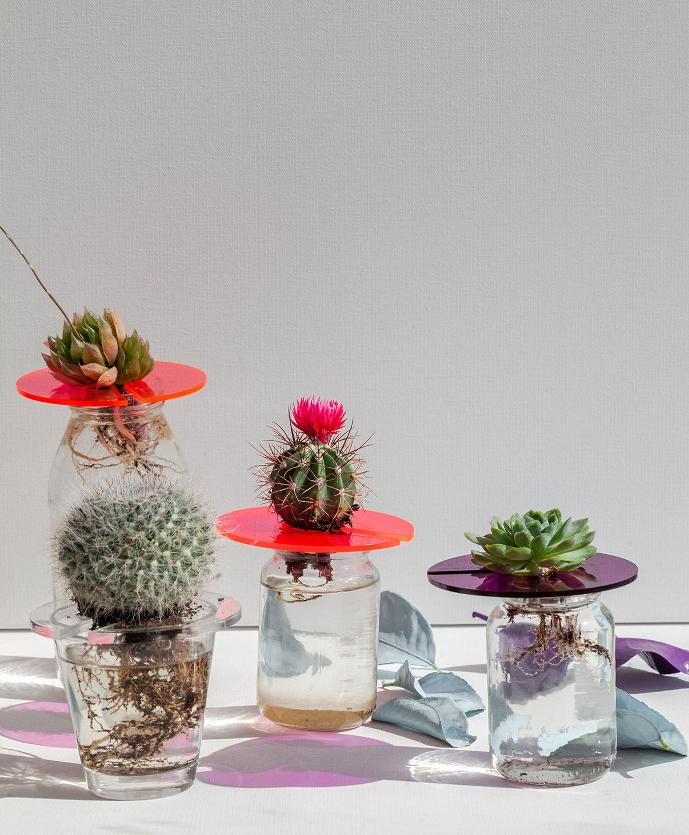 Plant Holder © Claroplants. Plant Holder © Claroplants.
