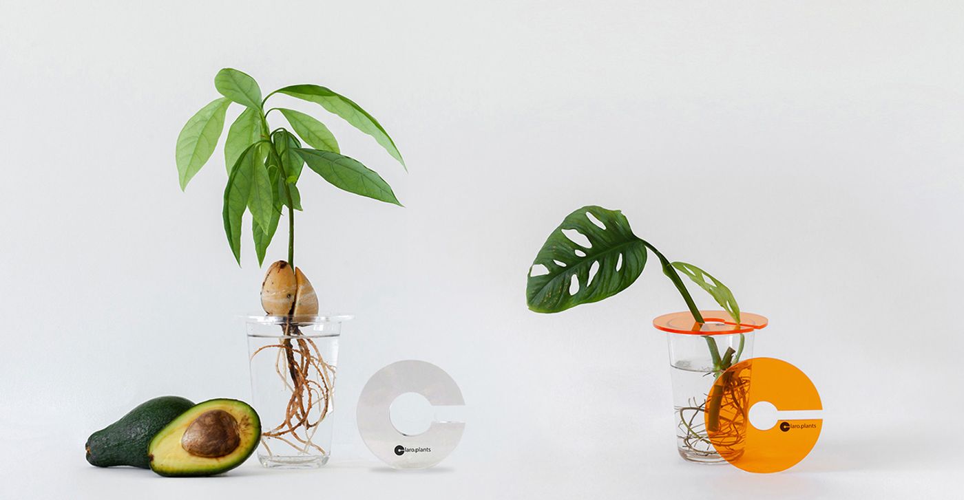Plant Holder © Claroplants. Plant Holder © Claroplants.