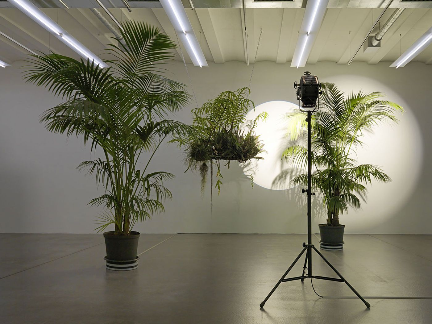 Cerith Wyn Evans, Still life (In course of arrangement...) V, 2017. Turntable with Phoenix roebelenii. Installation view, Museum Haus Konstruktiv, Zurich, 2017 © Cerith Wyn Evans. Courtesy Museum Haus Konstruktiv. Photo: Stefan Altenburger © Museum Haus Konstruktiv. Cerith Wyn Evans, Still life (In course of arrangement...) V, 2017. Turntable with Phoenix roebelenii. Installation view, Museum Haus Konstruktiv, Zurich, 2017 © Cerith Wyn Evans. Courtesy Museum Haus Konstruktiv. Photo: Stefan Altenburger © Museum Haus Konstruktiv.
