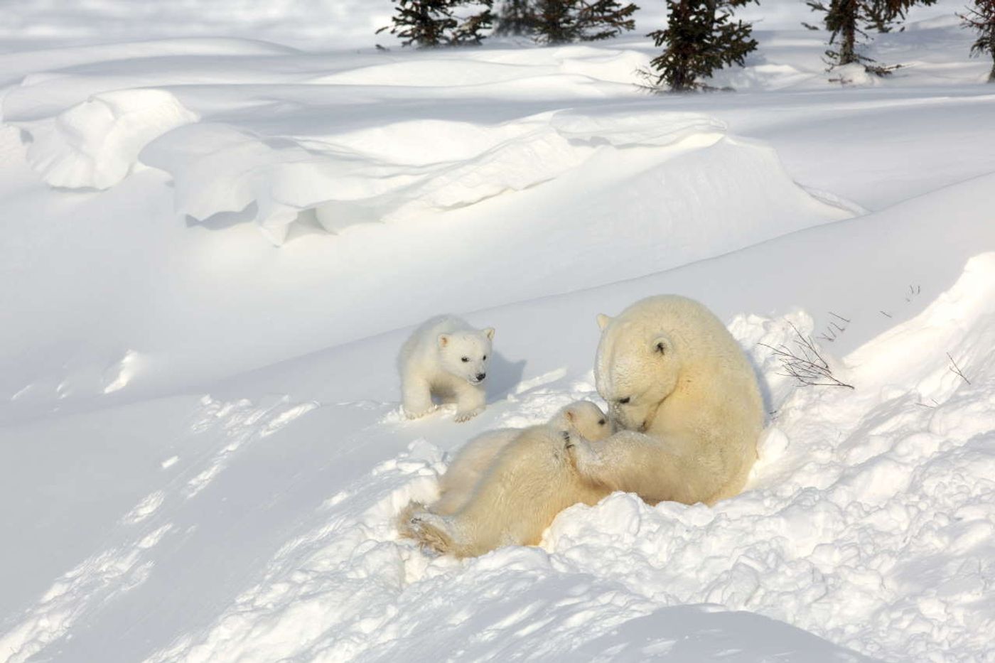Wapusk National Park, Manitoba, Canada.Photo by Michel Rawicki © ACC Arts Books Ltd © Albin Michel. Wapusk National Park, Manitoba, Canada.Photo by Michel Rawicki © ACC Arts Books Ltd © Albin Michel.