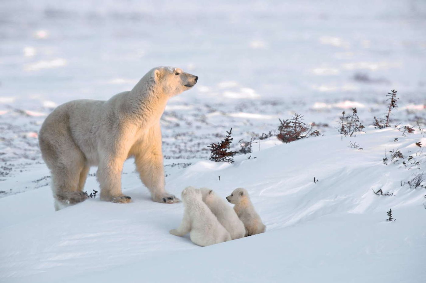 Churchill and Wapusk National Park, Manitoba, Canada.Photo by Michel Rawicki © ACC Arts Books Ltd © Albin Michel. Churchill and Wapusk National Park, Manitoba, Canada.Photo by Michel Rawicki © ACC Arts Books Ltd © Albin Michel.