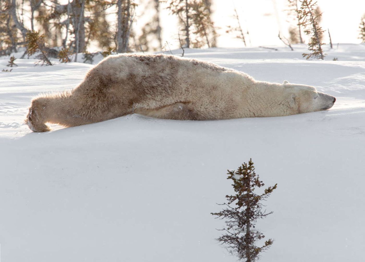 Churchill and Wapusk National Park, Manitoba, Canada.Photo by Michel Rawicki © ACC Arts Books Ltd © Albin Michel. Churchill and Wapusk National Park, Manitoba, Canada.Photo by Michel Rawicki © ACC Arts Books Ltd © Albin Michel.