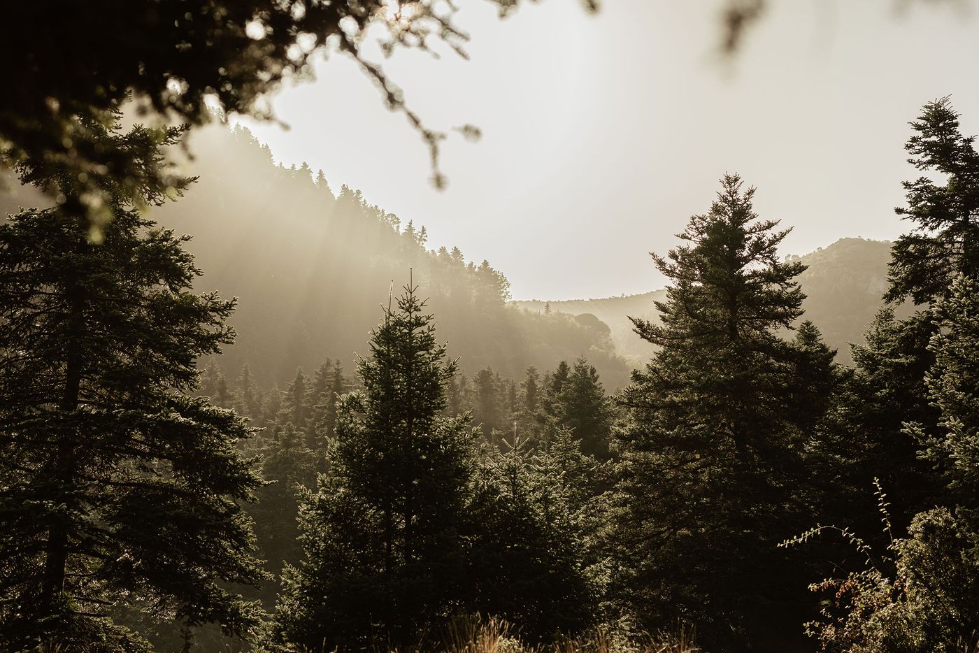 Enchanted forest view at golden hour, where misty sunlight filters through tall fir trees and casts a dreamlike glow over the Arcadian landscape. Enchanted forest view at golden hour, where misty sunlight filters through tall fir trees and casts a dreamlike glow over the Arcadian landscape.