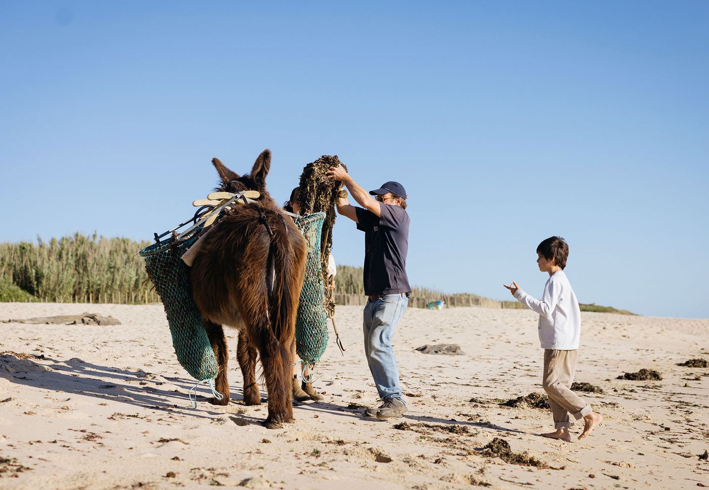 On a sun-drenched sandy beach, a man in a cap and jeans is adjusting a net bag full of seaweed on the back of a donkey, which is equipped with traditional wooden panniers. A young boy watches intently nearby. This image captures an authentic, rustic scene of sustainable coastal life, emphasizing traditional practices and harmony with nature.
